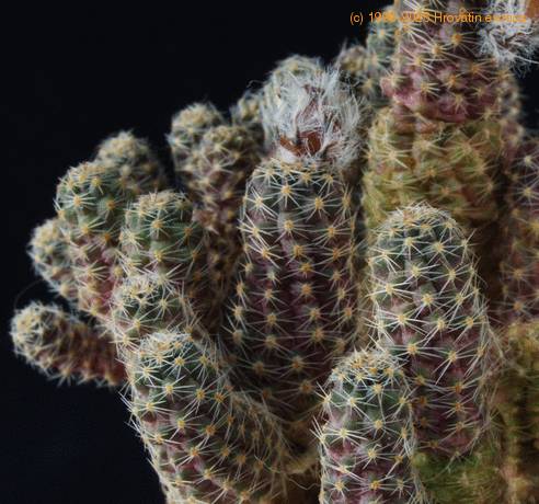 Lobivia pygmaea SIt
