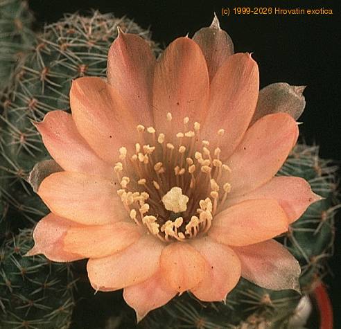 Lobivia pygmaea v haagei-737