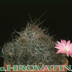 Lobivia wrightiana