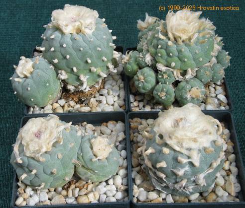 Lophophora