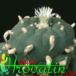 Lophophora echinata v. diffusa