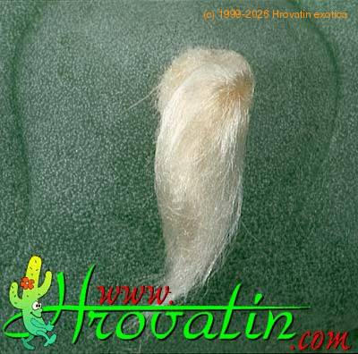 Lophophora echinata v diffusa thorn 415