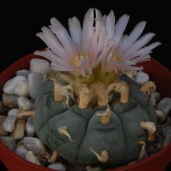 Lophophora fricii