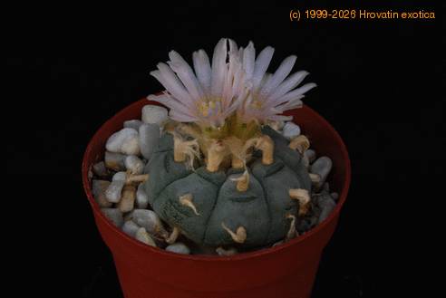Lophophora fricii