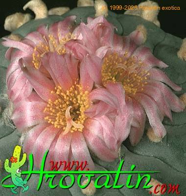 Lophophora fricii flower 411