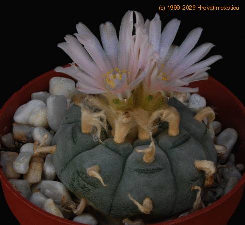 Lophophora fricii PP20107