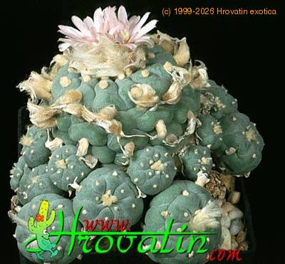 Lophophora fricii v decipiens 363