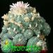 Lophophora fricii v decipiens 363