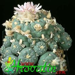 Lophophora fricii v. decipiens