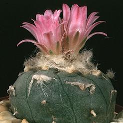Lophophora jourdaniana