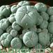 Lophophora pentagona 267