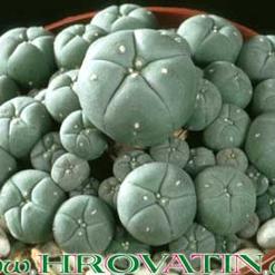 Lophophora pentagona