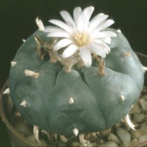 Lophophora williamsii