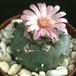 Lophophora williamsii