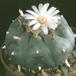Lophophora williamsii