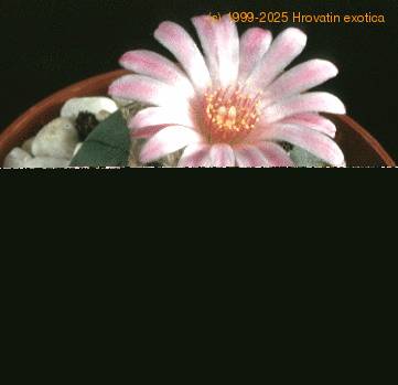 Lophophora williamsii