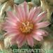 Lophophora williamsii flower 266