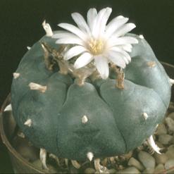 Lophophora williamsii