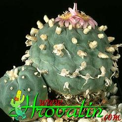 Lophophora williamsii v. pluricostata