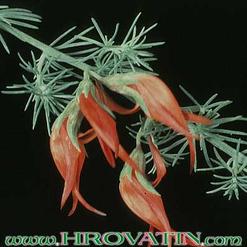 Lotus berthelotii