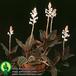 Ludisia discolor 2909