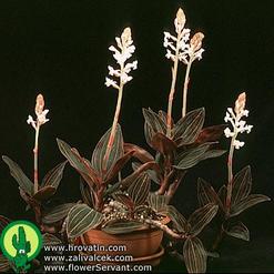 Ludisia discolor