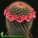 Mammillaria auricoma v spinosissima 641