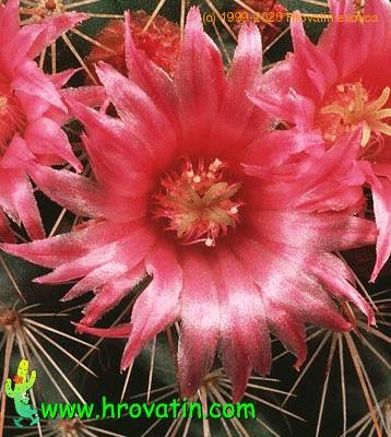 Mammillaria auricoma v spinosissima flower 642