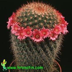 Mammillaria auricoma v. spinosissima