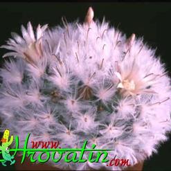 Mammillaria bocasana v. multilanata
