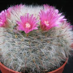 Mammillaria bocasana v. roseiflora