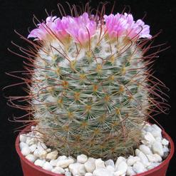 Mammillaria bombycina