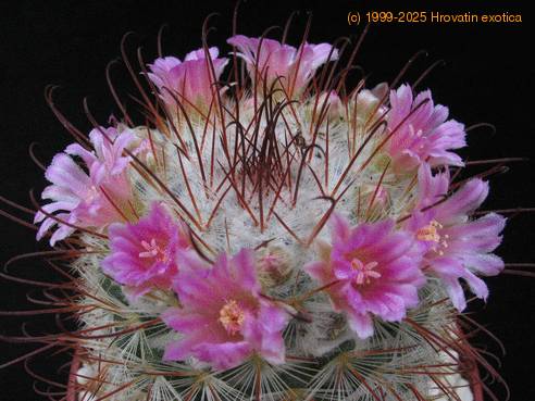 Mammillaria bombycina SIf