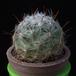Mammillaria boolii MOP