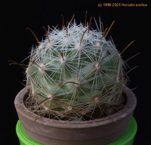Mammillaria boolii MOP