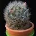 Mammillaria dasiacantha MOP