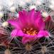 Mammillaria dasyacantha cvet