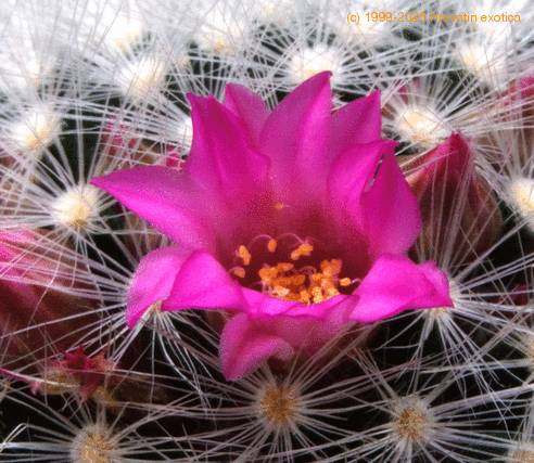 Mammillaria dasyacantha cvet