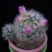 Mammillaria dasyacantha f MOP