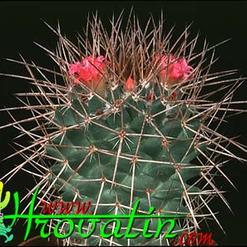 Mammillaria durispina