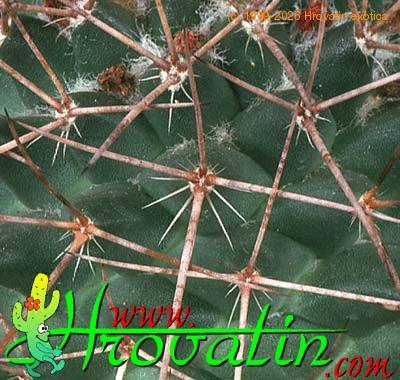 Mammillaria durispina thorn 429