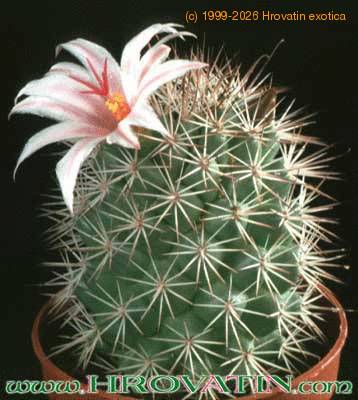Mammillaria fraileana 135