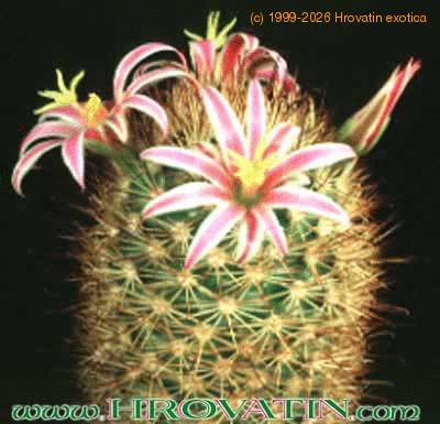 Mammillaria fraileana add1 83