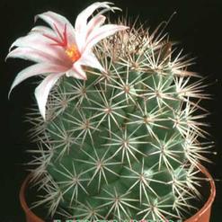Mammillaria fraileana
