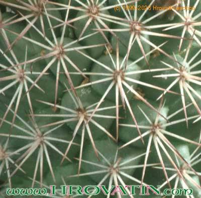 Mammillaria fraileana thorn 137