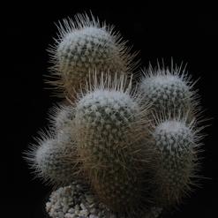 Mammillaria geminispina