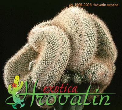 Mammillaria geminispina cristata 504