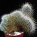 Mammillaria geminispina v. nobilis f. cristata 1