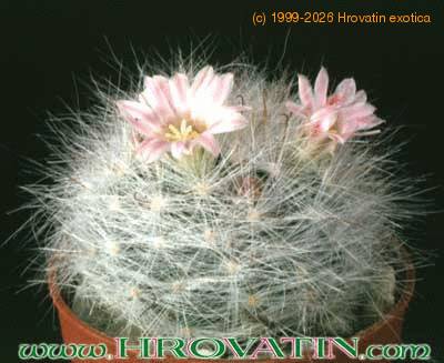 Mammillaria glassii 209
