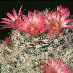 Mammillaria glassii